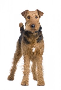 Airedale Terrier
